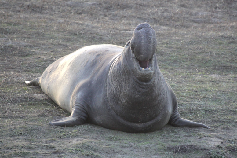 elephant seal